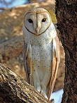 General knowledge about Eastern barn owl