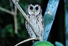 General knowledge about Collared scops owl