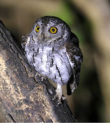 General knowledge about Oriental scops owl