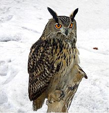 General knowledge about Eurasian eagle-owl