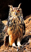 Indian eagle-owl