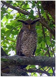 General knowledge about Spot-bellied eagle-owl