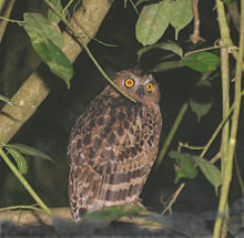 General knowledge about Buffy fish owl
