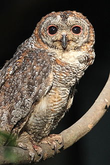 General knowledge about Mottled wood owl