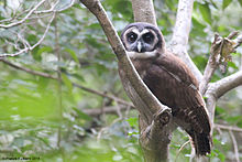 General knowledge about Brown wood owl