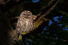 General knowledge about Tawny owl