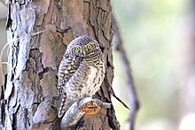General knowledge about Collared owlet