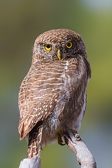General knowledge about Asian barred owlet