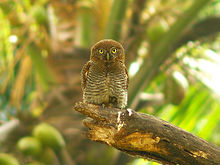 General knowledge about Jungle owlet