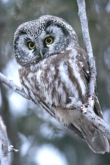 General knowledge about Boreal owl