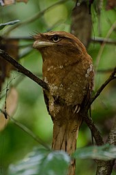General knowledge about Sri Lanka frogmouth