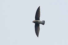 General knowledge about White-rumped spinetail