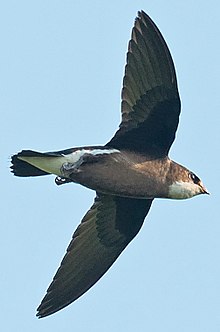General knowledge about White-throated needletail