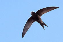 General knowledge about Common swift