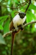 General knowledge about Brazilian Bare-Faced Tamarin