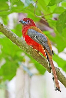 General knowledge about Red-headed trogon