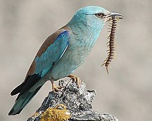 General knowledge about European roller