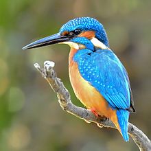 General knowledge about Common kingfisher