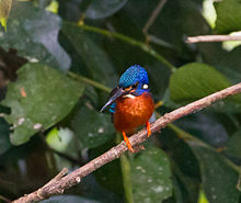 General knowledge about Blue-eared kingfisher