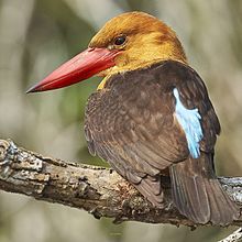 General knowledge about Brown-winged kingfisher