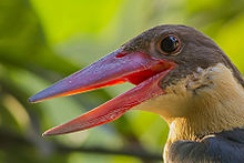 General knowledge about Stork-billed kingfisher