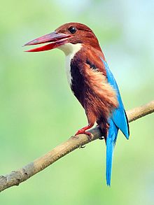 General knowledge about White-throated kingfisher