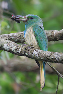 General knowledge about Blue-bearded bee-eater