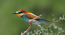 General knowledge about European bee-eater