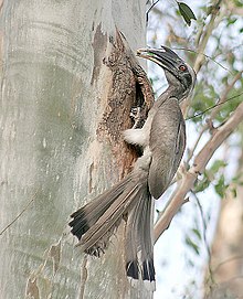 General knowledge about Indian grey hornbill