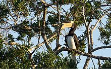 General knowledge about Malabar pied hornbill