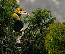 General knowledge about Great hornbill