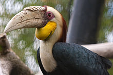 General knowledge about Wreathed hornbill