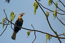 General knowledge about Narcondam hornbill