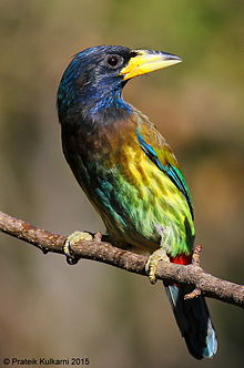 General knowledge about Great barbet