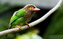 General knowledge about Brown-headed barbet