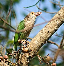 General knowledge about Lineated barbet