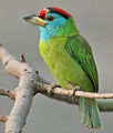 General knowledge about Blue-throated barbet