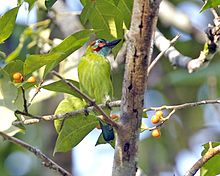 General knowledge about Blue-eared barbet