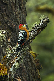 General knowledge about Rufous-bellied woodpecker