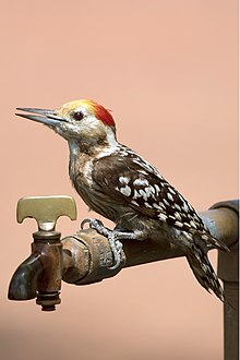 General knowledge about Yellow-crowned woodpecker