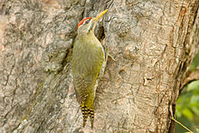 General knowledge about Scaly-bellied woodpecker