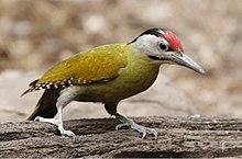 Black-naped woodpecker