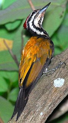 General knowledge about Common flameback