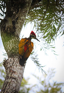 General knowledge about Greater flameback