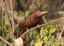 General knowledge about Bay woodpecker