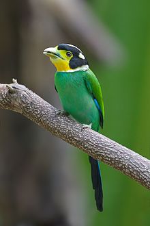 General knowledge about Long-tailed broadbill