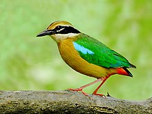 General knowledge about Indian pitta