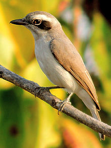 General knowledge about Common woodshrike