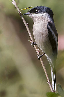 General knowledge about Bar-winged flycatcher-shrike