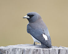 General knowledge about White-breasted woodswallow